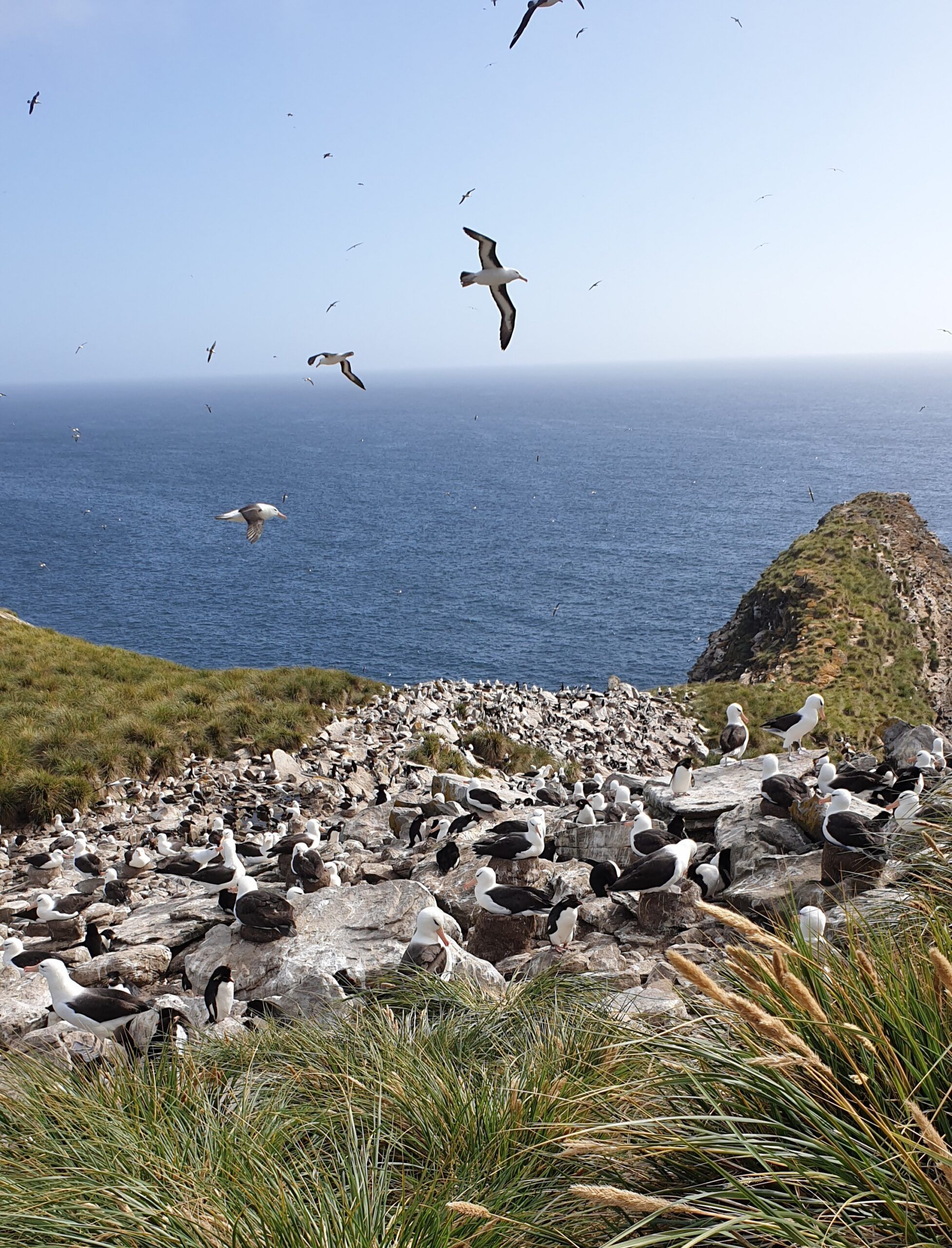 Die Falkland-Inseln - Malvinas